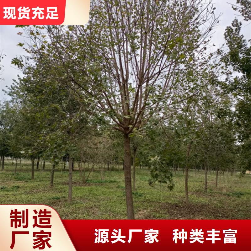 法桐樱花专业品质