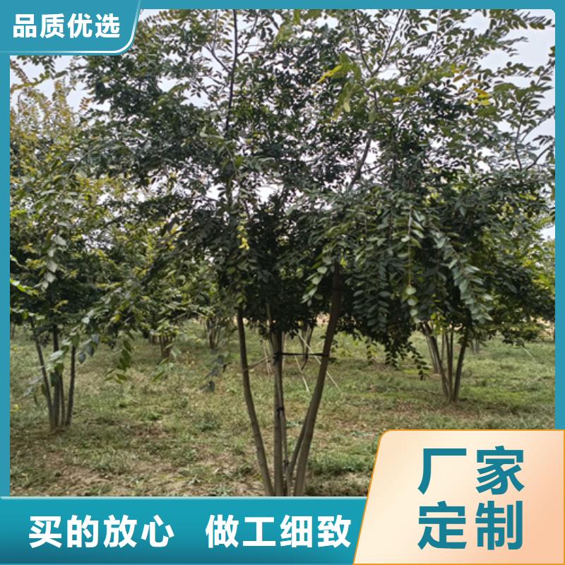 法桐金叶白蜡高标准高品质