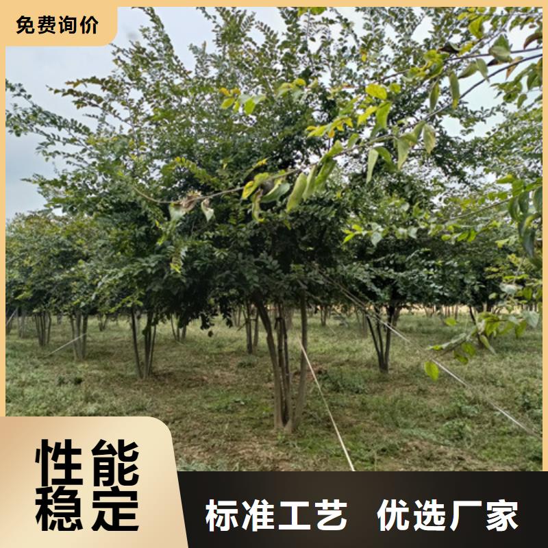 速生法桐、速生法桐厂家直销-质量保证