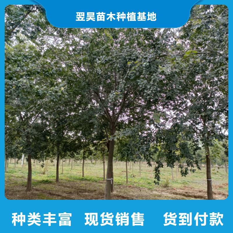 法桐金叶白蜡高标准高品质