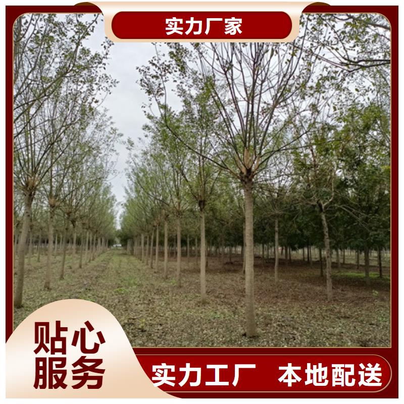 法桐樱花专业品质