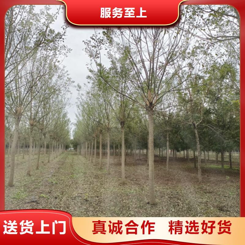 法桐现货齐全售后无忧