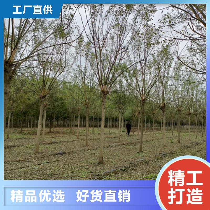 法桐原生冠法桐优质工艺