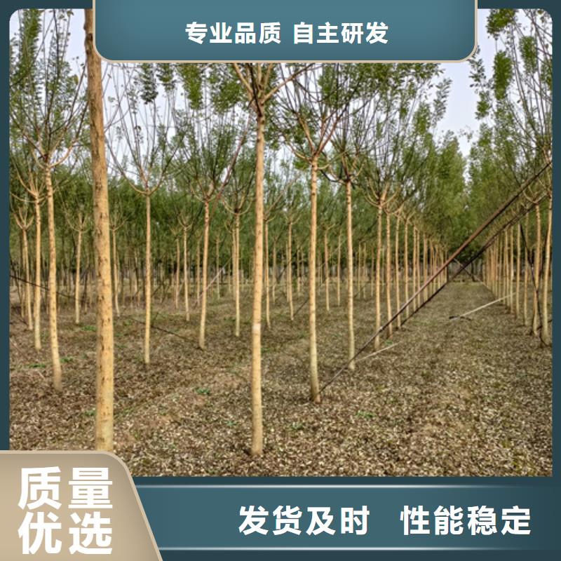 法桐黄金槐值得买