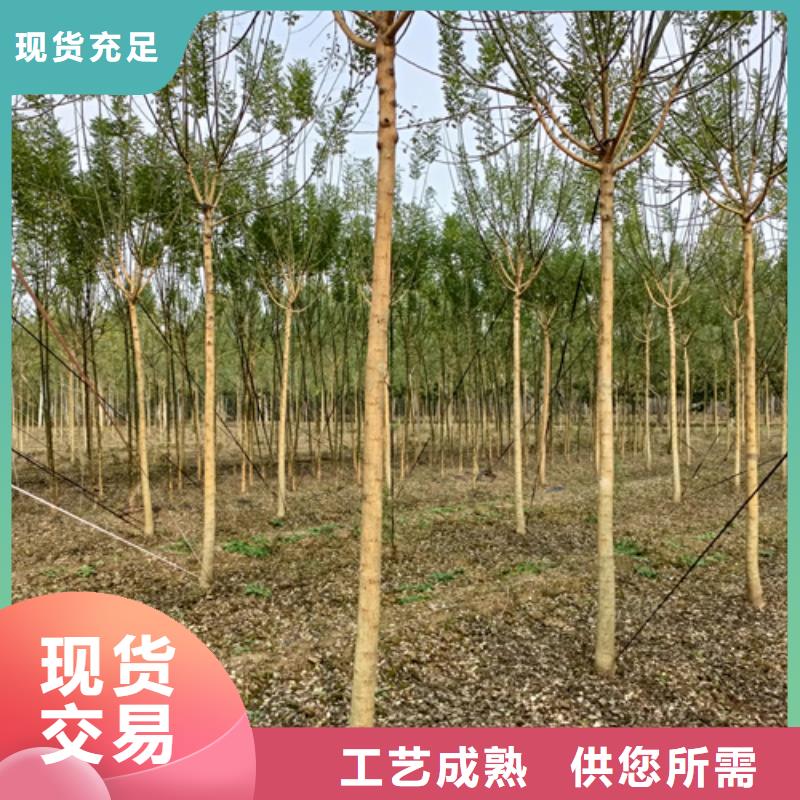 法桐_白蜡售后无忧
