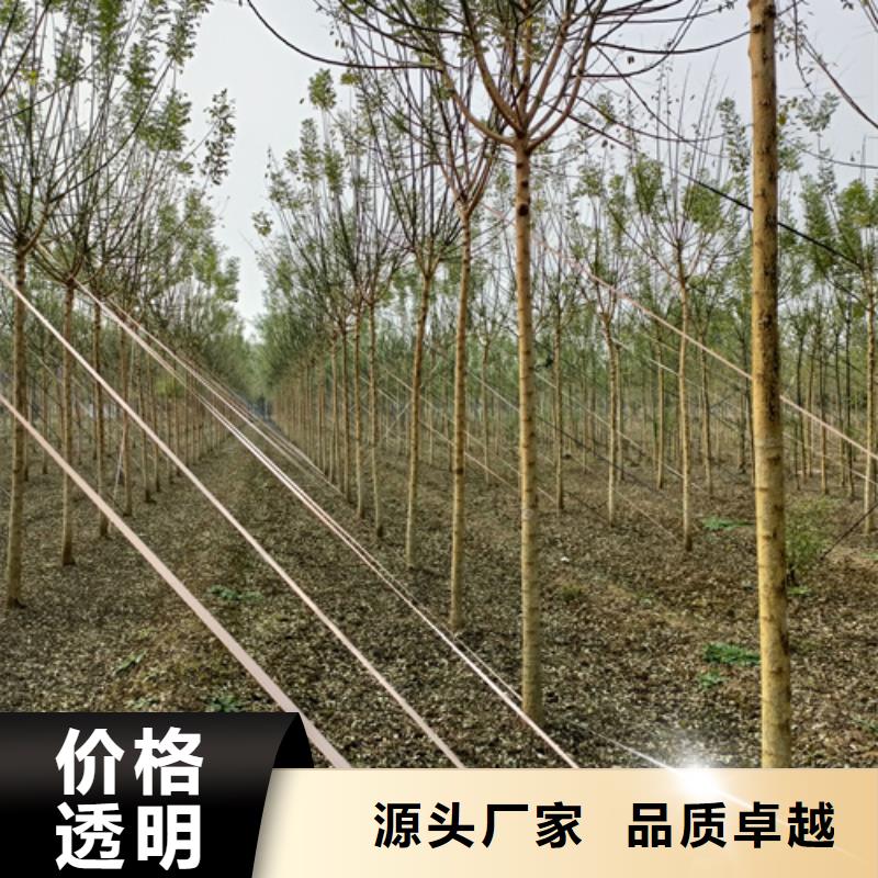 法桐_白蜡售后无忧