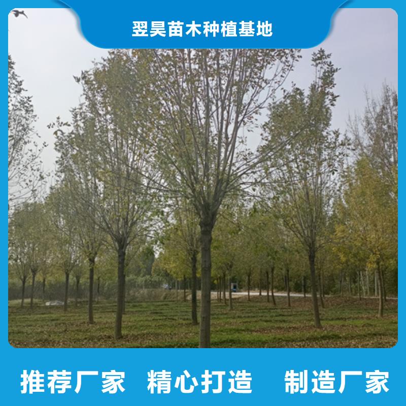法桐原生冠法桐优质工艺