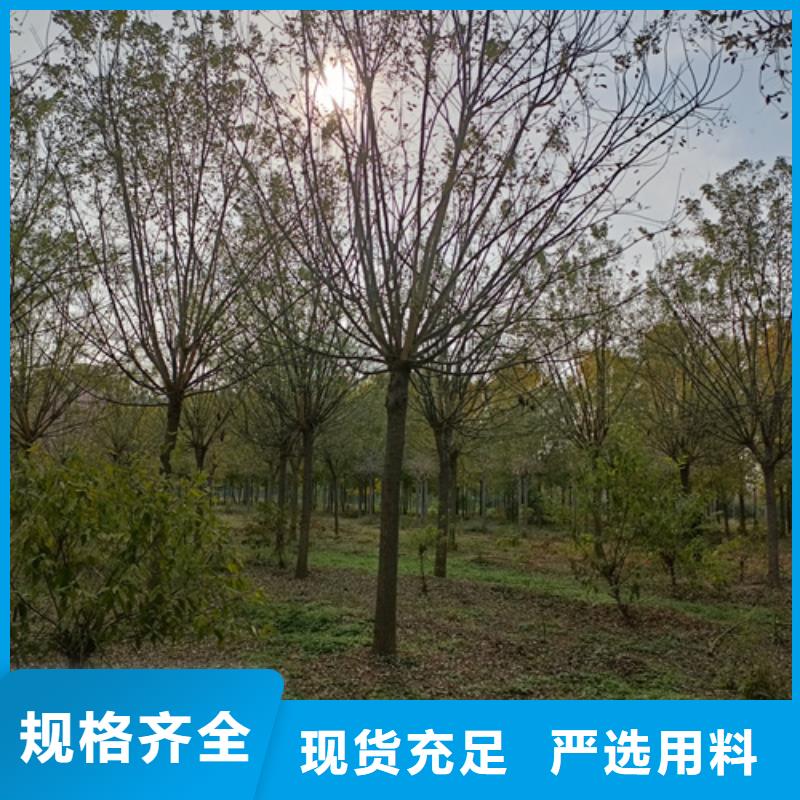 法桐_白蜡售后无忧