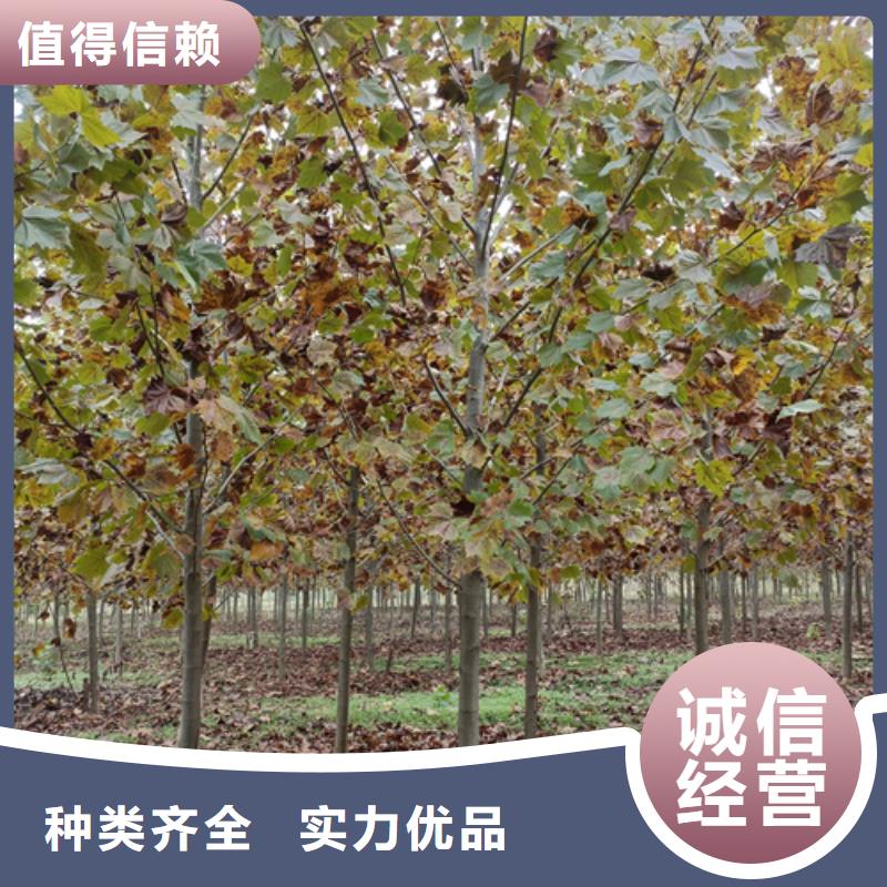 法桐美国红枫实体诚信经营