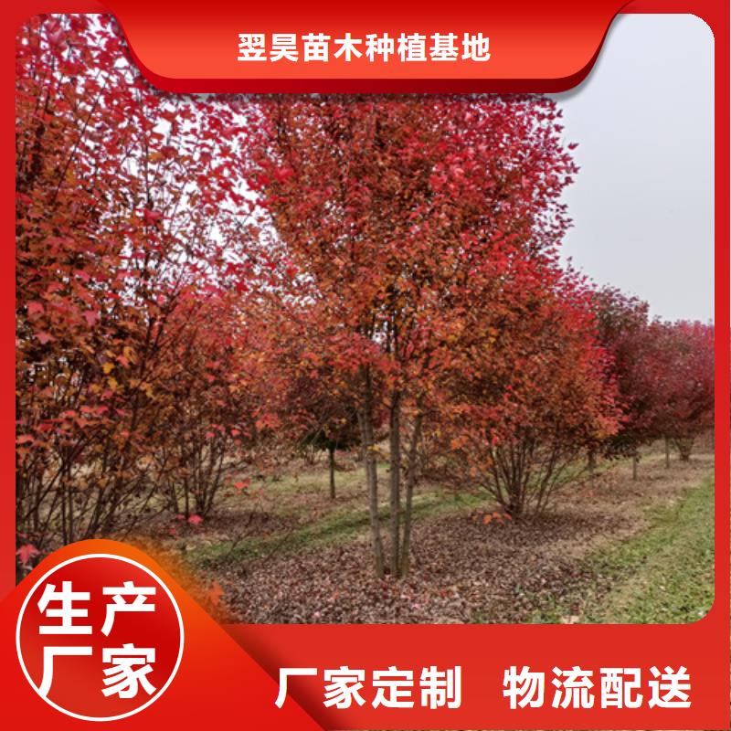 法桐美国红枫实体诚信经营