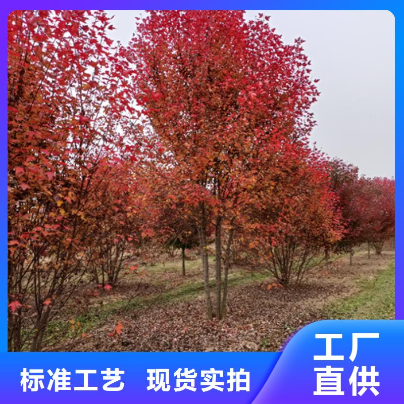 法桐金叶白蜡高标准高品质