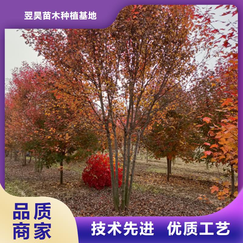 法桐金叶槐24小时下单发货