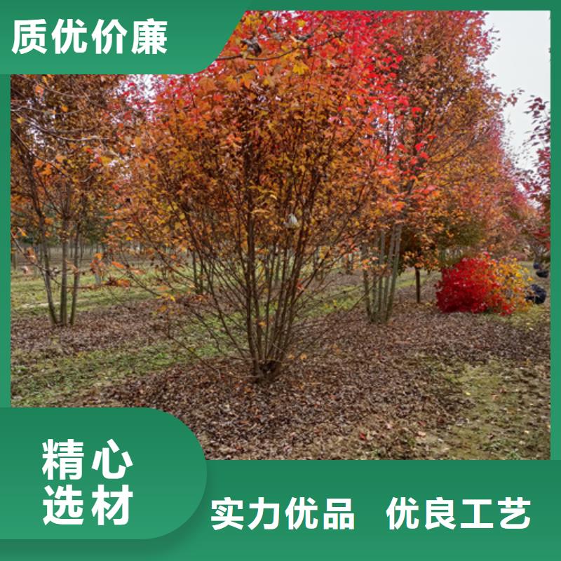 法桐来图定制量大从优
