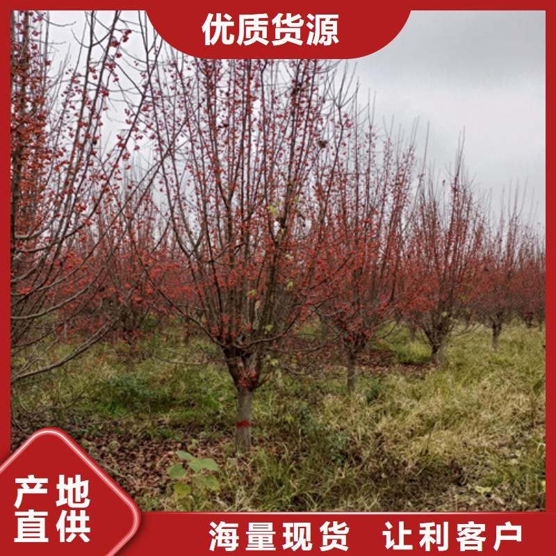 法桐来图定制量大从优