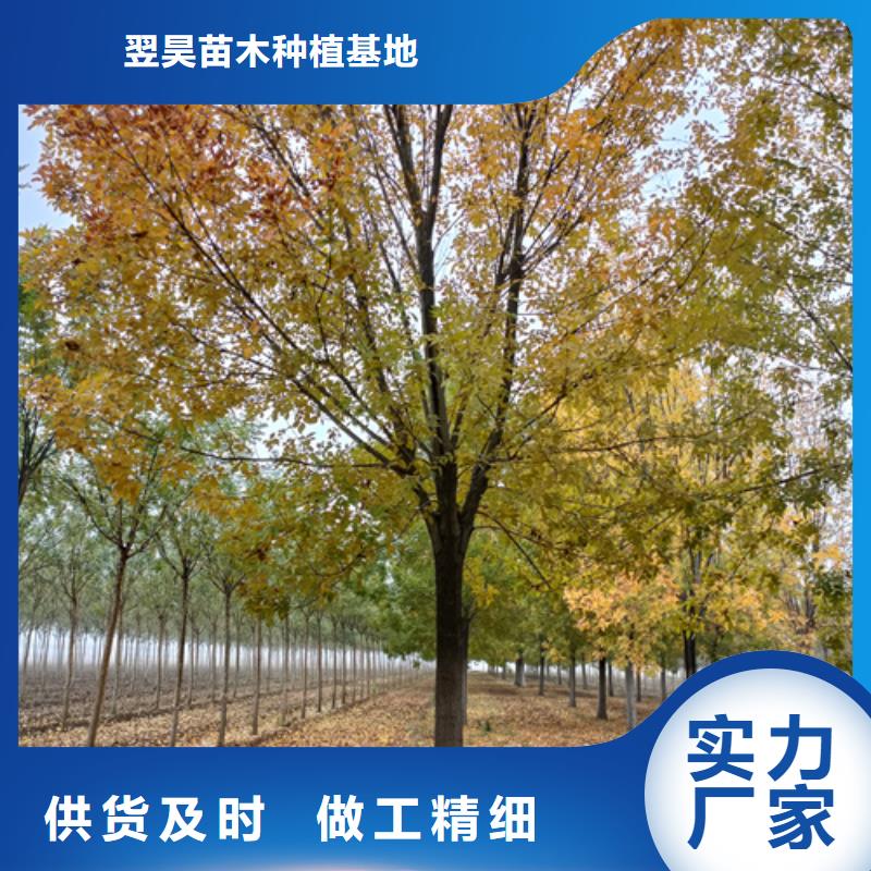 法桐,金叶复叶槭助您降低采购成本