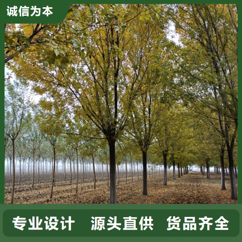 法桐美国红枫全新升级品质保障