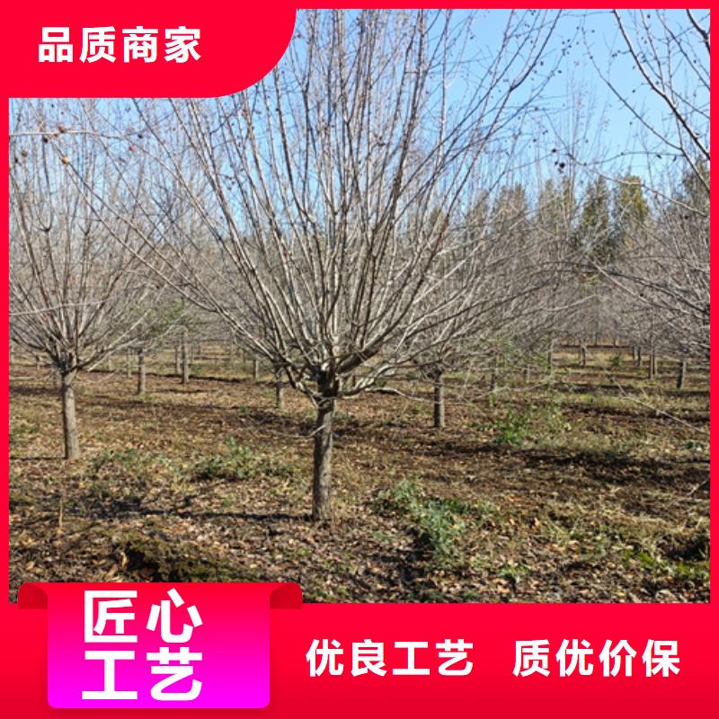 法桐现货销售