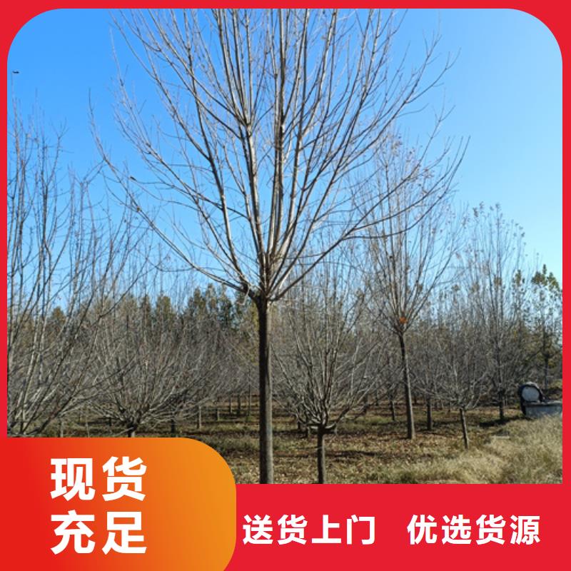 法桐来图定制量大从优