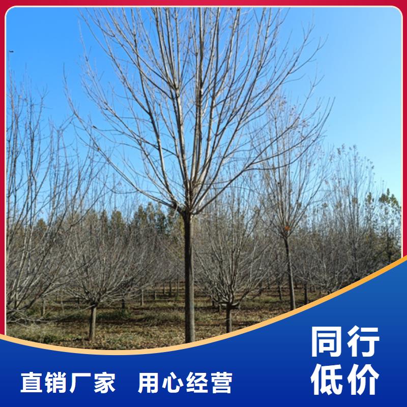 法桐-截杆发帽用心制作