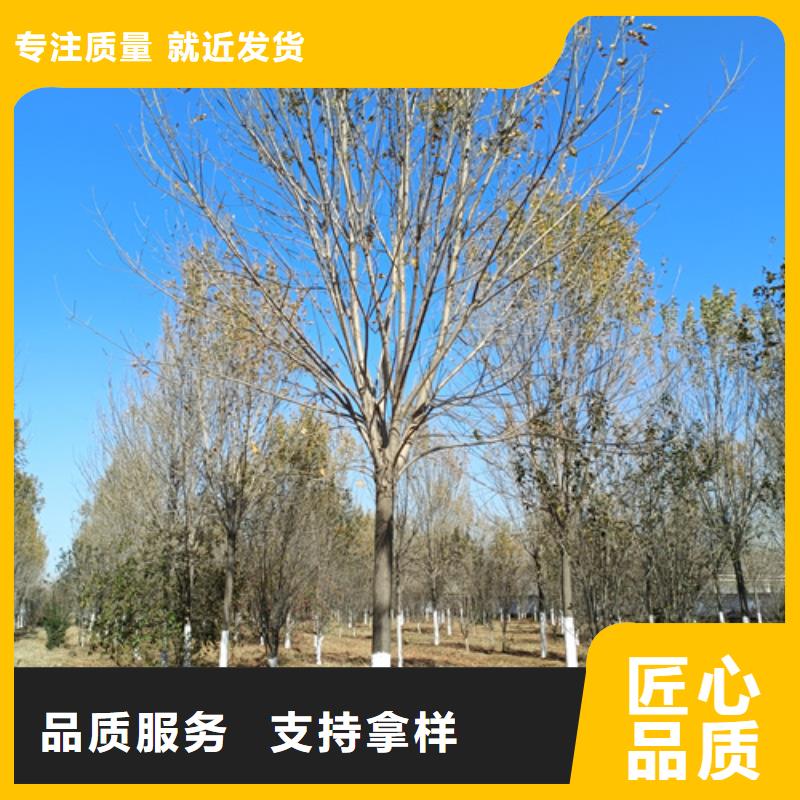 法桐,金叶复叶槭助您降低采购成本