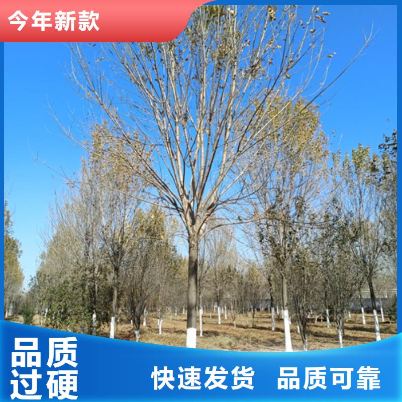 法桐现货齐全售后无忧