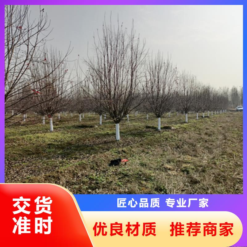 法桐黄金槐产品优势特点