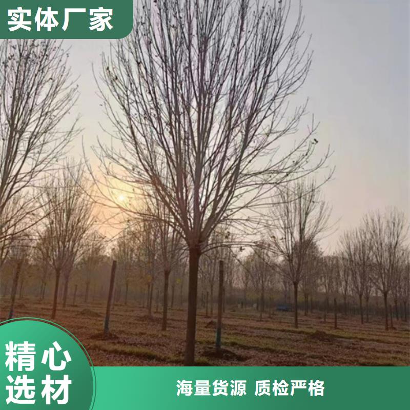 法桐白蜡诚信商家服务热情