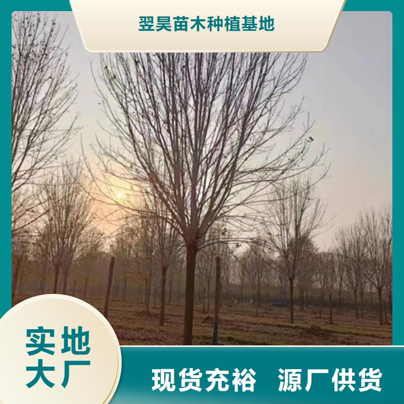 法桐,金叶复叶槭助您降低采购成本