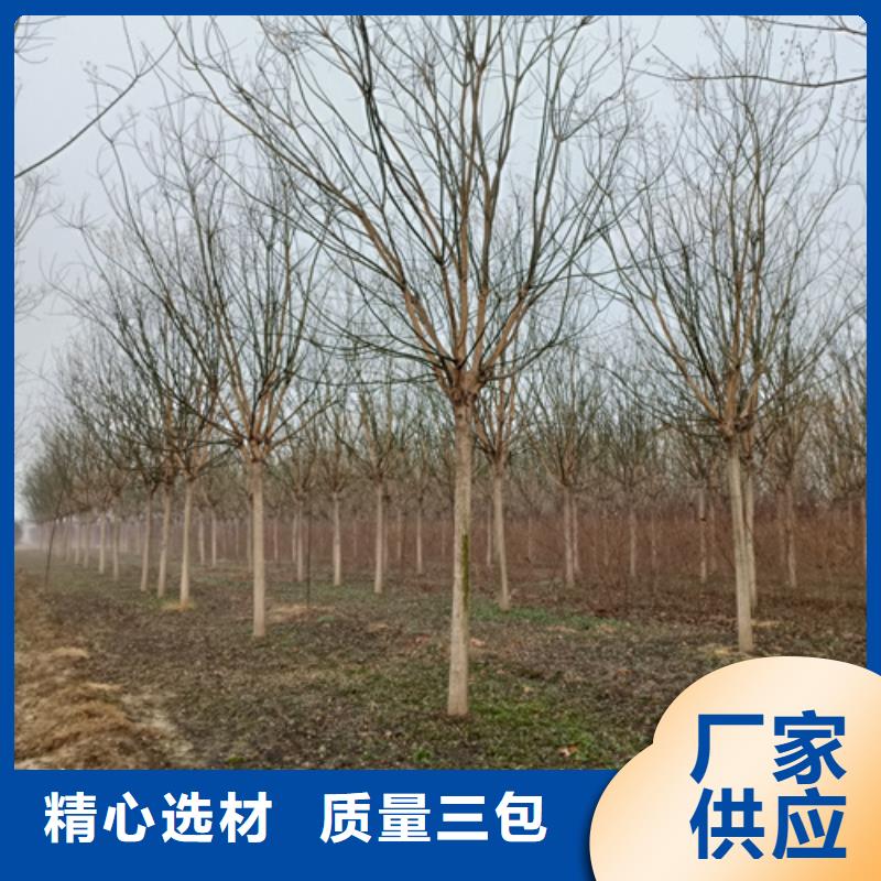 法桐来图定制量大从优