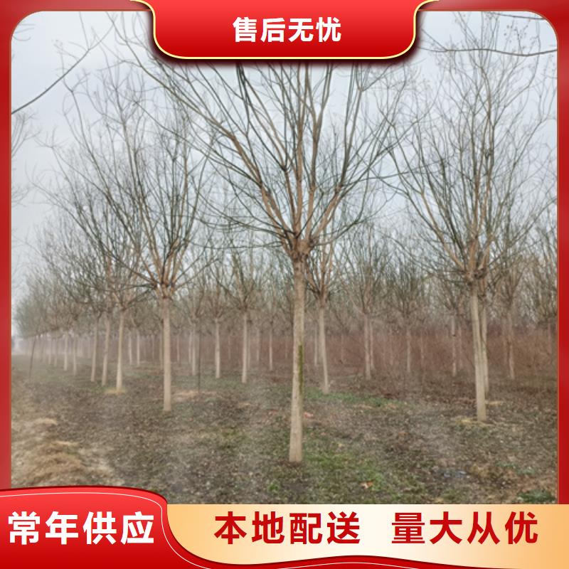 法桐-截杆发帽用心制作