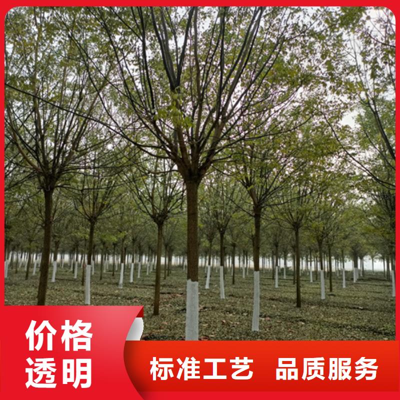 法桐金叶白蜡买的放心安兴用的舒心