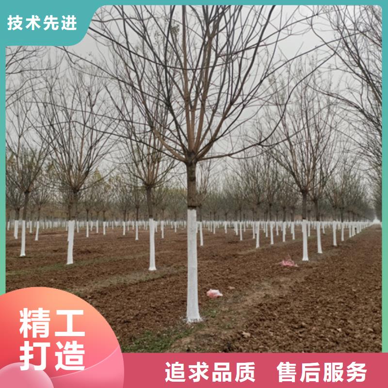 服务周到的法桐基地