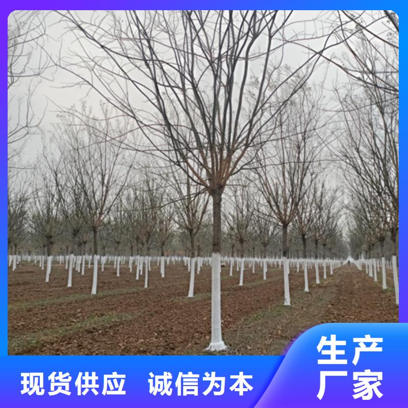 法桐黄金槐值得买