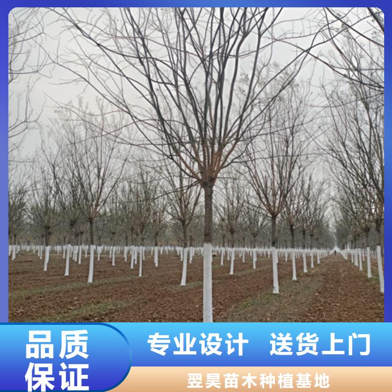法桐樱花专业品质
