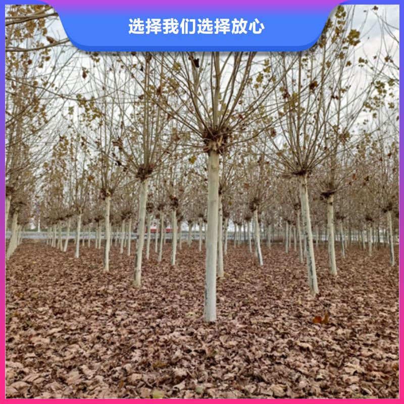 法桐美国红枫厂家实力雄厚