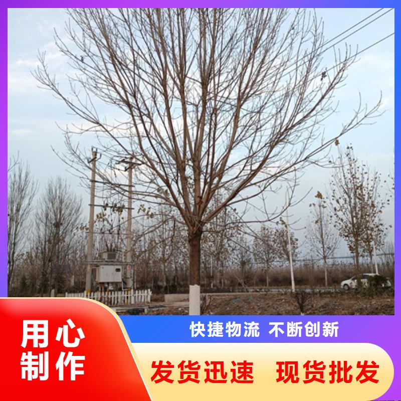 法桐原生冠法桐优质工艺