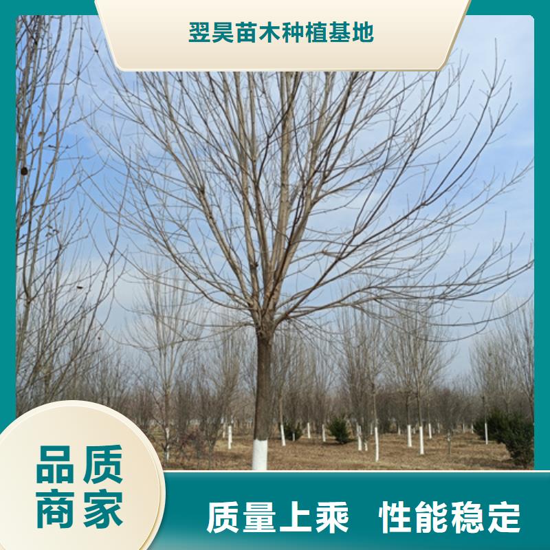 法桐美国红枫全新升级品质保障