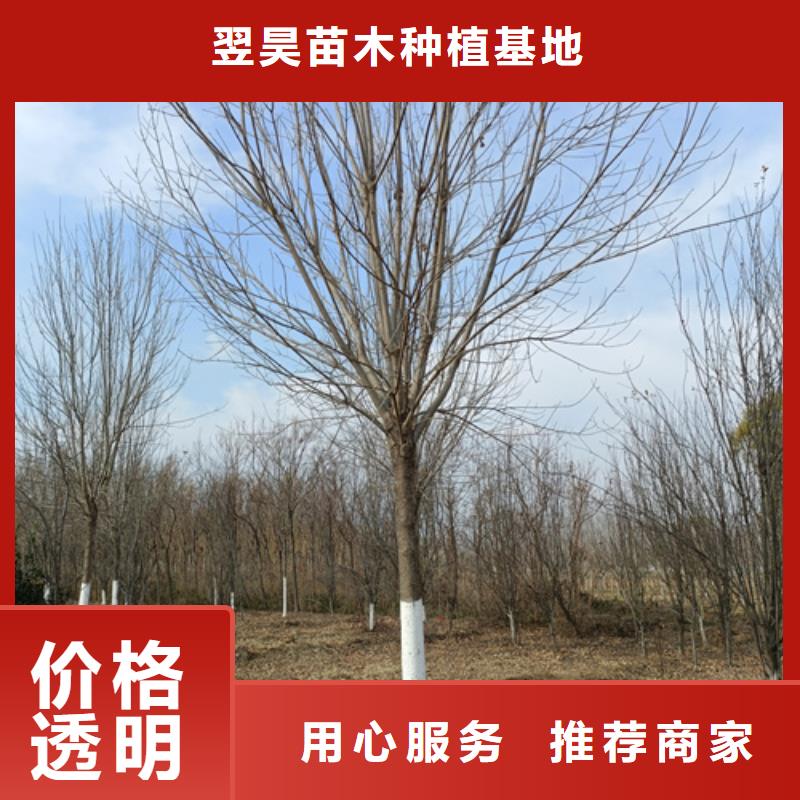 法桐-国槐可放心采购