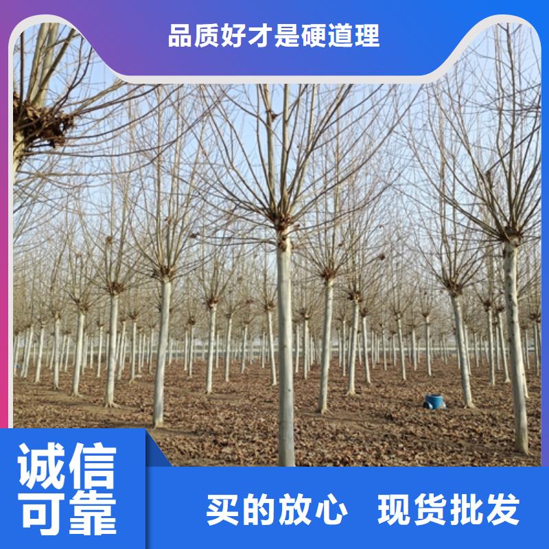 法桐来图定制量大从优