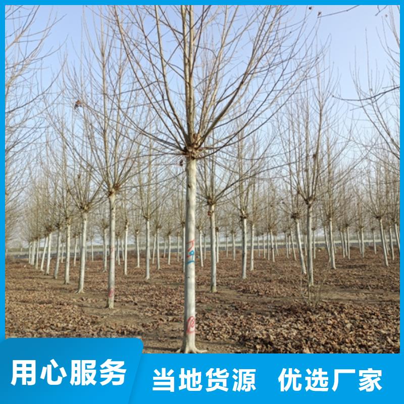 法桐-国槐可放心采购