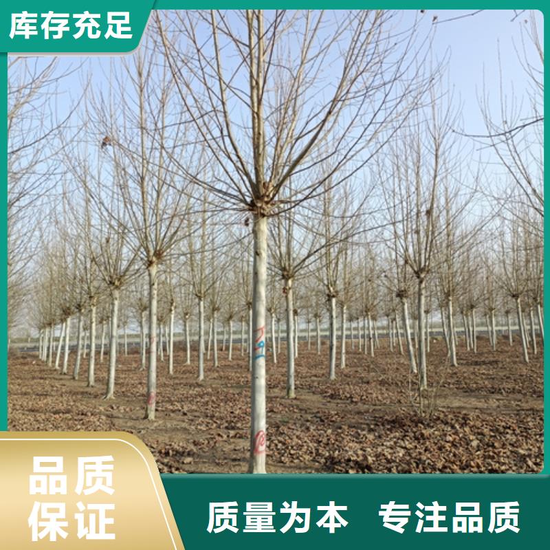 法桐,金叶复叶槭助您降低采购成本
