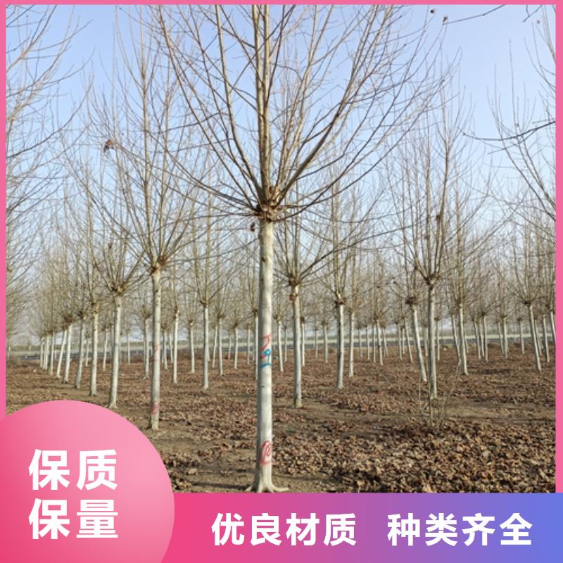 法桐_美国红枫生产安装