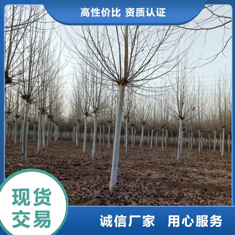 法桐黄金槐值得买
