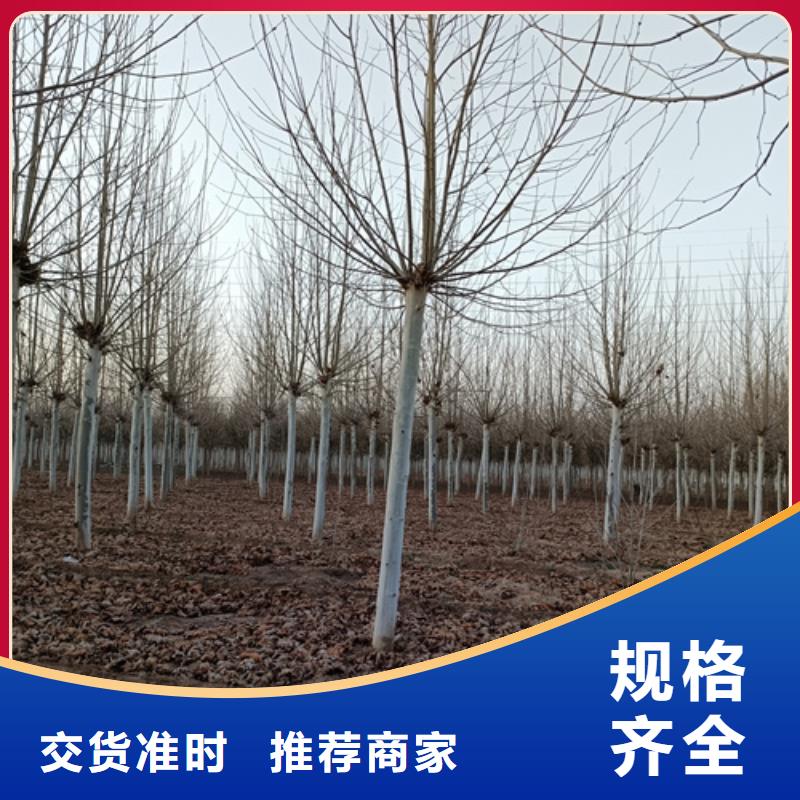 服务周到的法桐基地