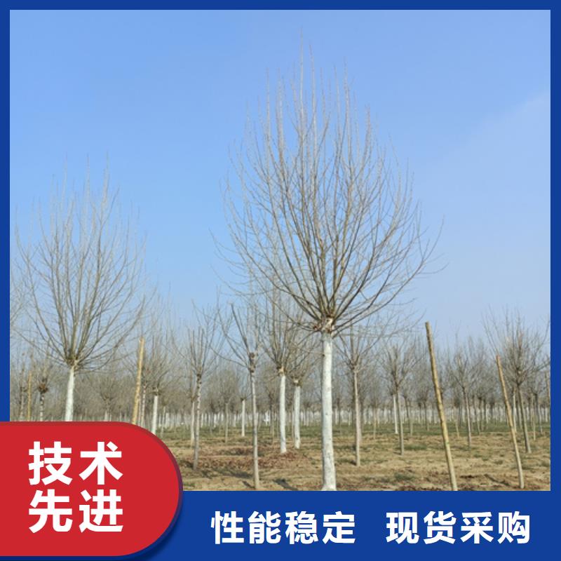 法桐_白蜡售后无忧