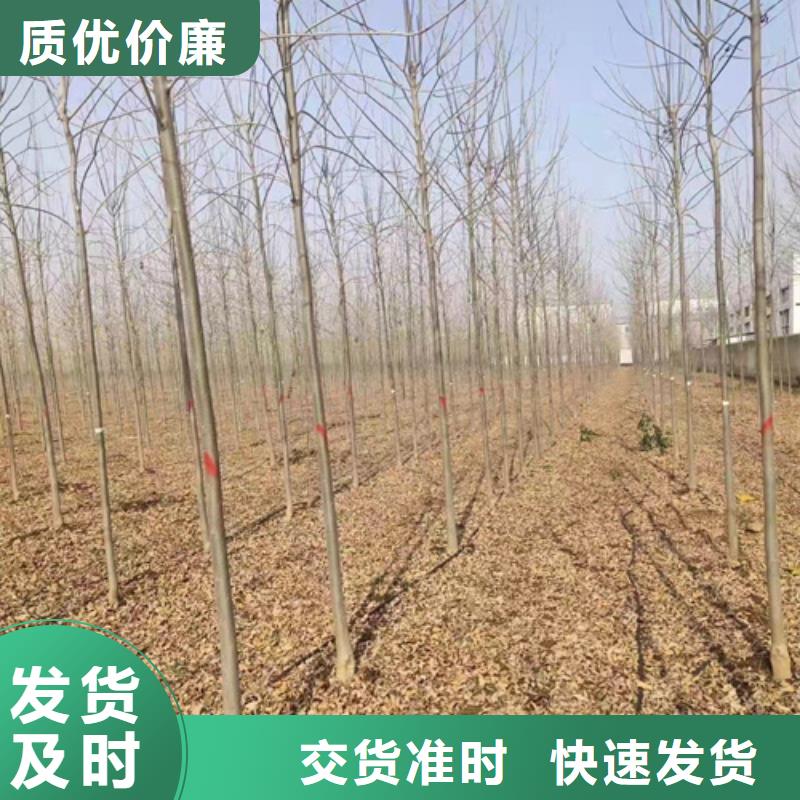 法桐_金叶白蜡精工细作品质优良