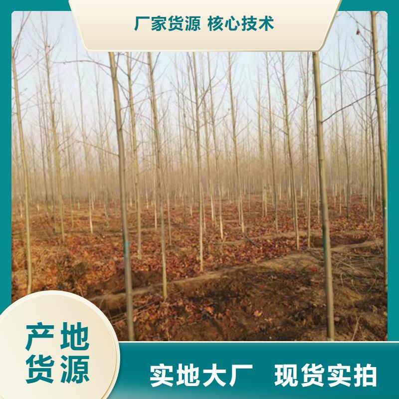 法桐_白蜡售后无忧