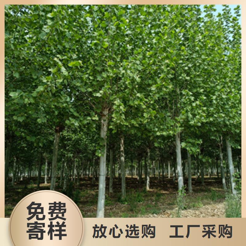 法桐用心做好每一件产品