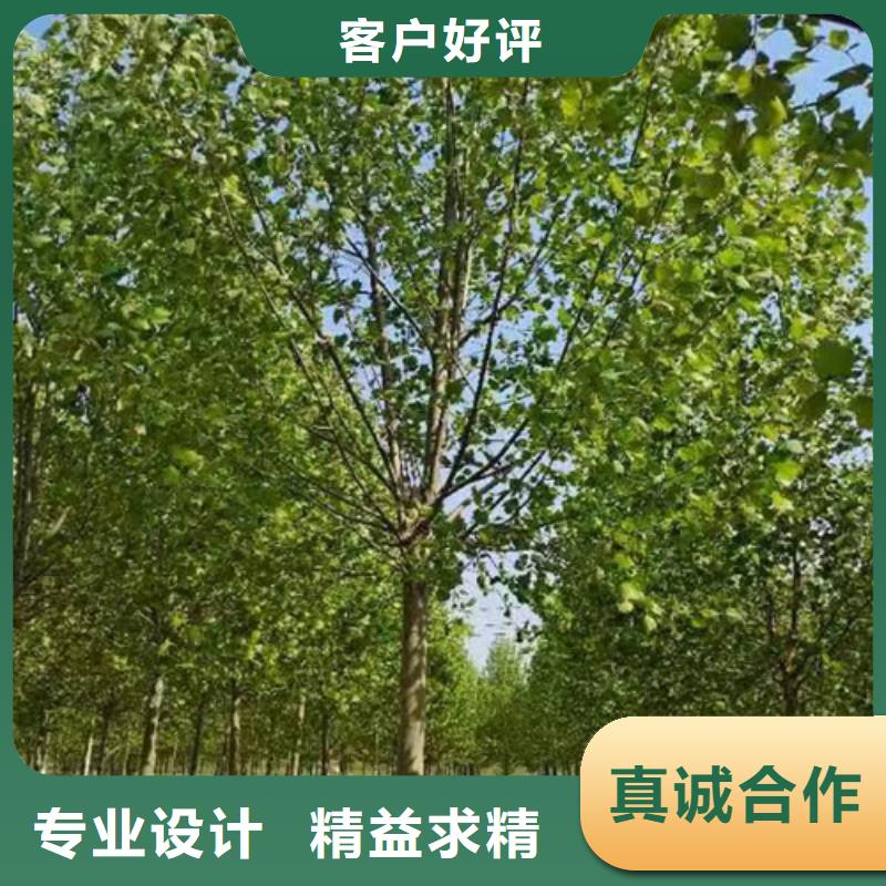 法桐-截杆发帽用心制作