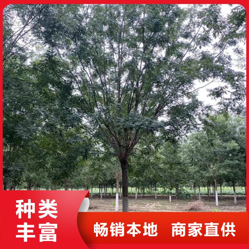 法桐-美国红枫自营品质有保障